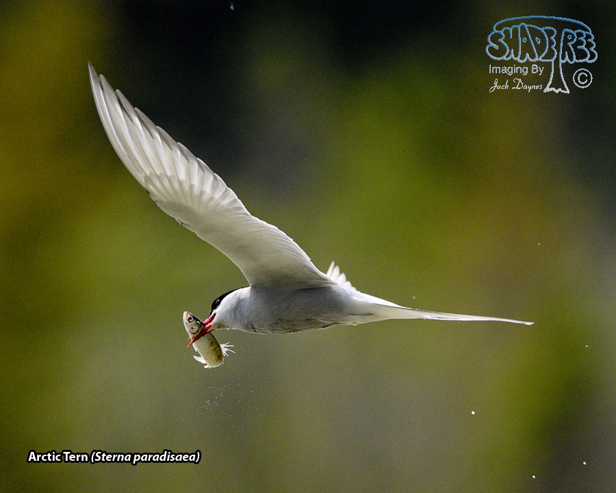 Arctic Tern - Sterna paradisaea