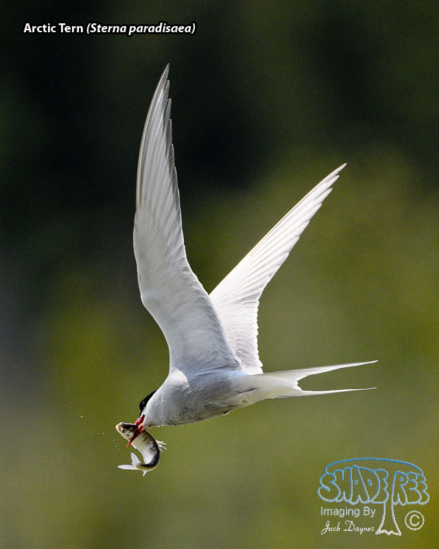 Arctic Tern - Sterna paradisaea