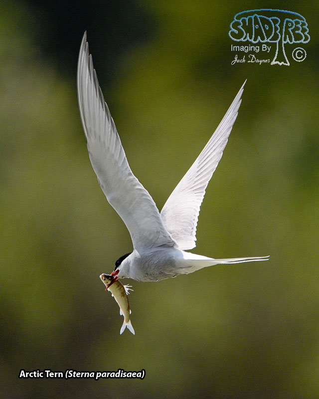 Arctic Tern - Sterna paradisaea