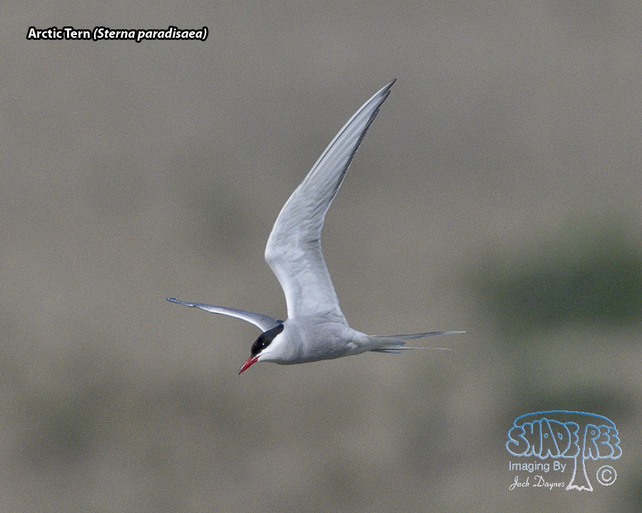 Arctic Tern - Sterna paradisaea