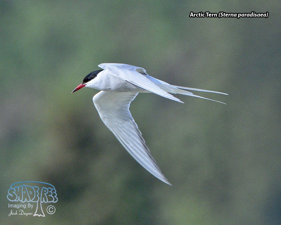 Arctic Tern - Sterna paradisaea