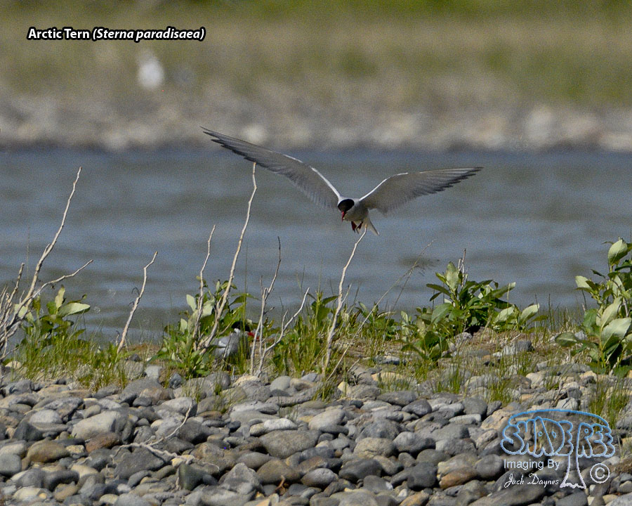 Arctic Tern - Sterna paradisaea
