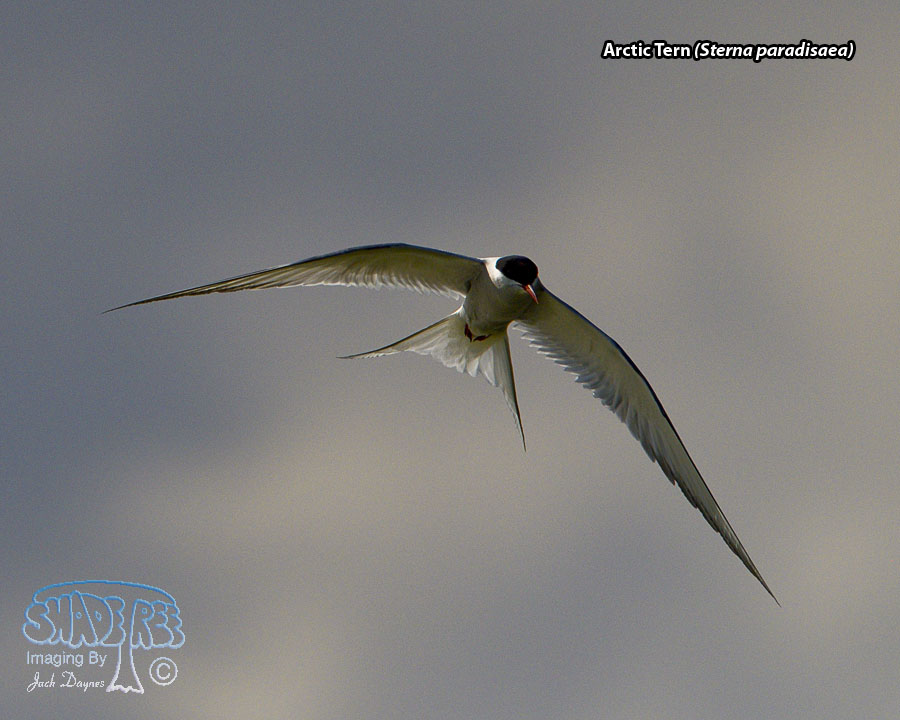 Arctic Tern - Sterna paradisaea