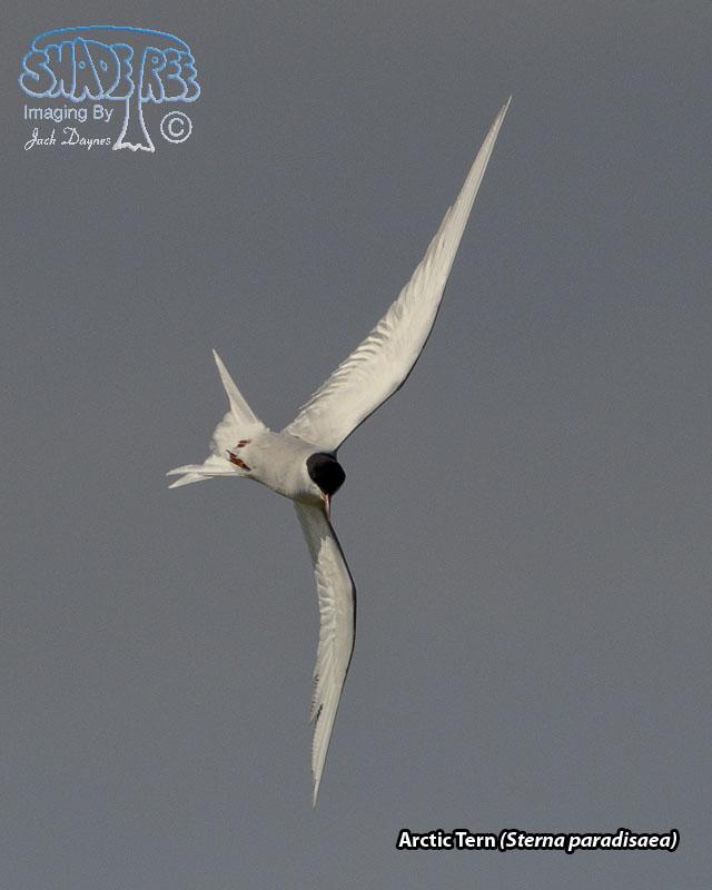 Arctic Tern - Sterna paradisaea