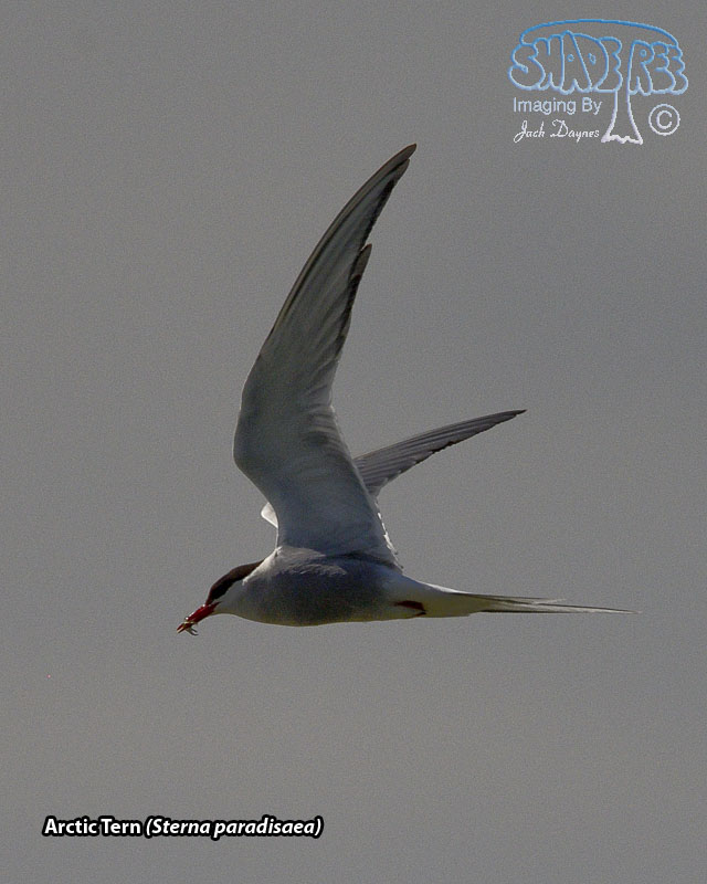 Arctic Tern - Sterna paradisaea