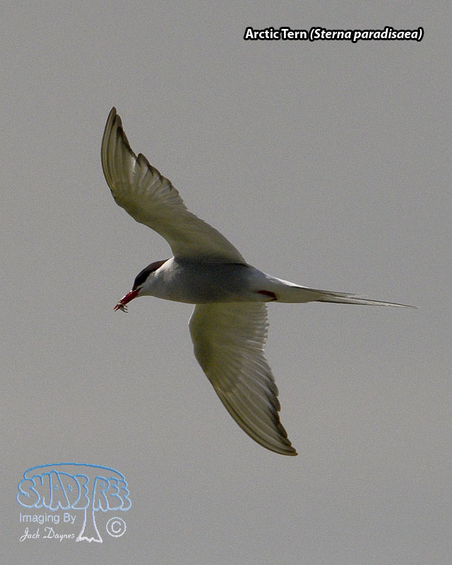 Arctic Tern - Sterna paradisaea