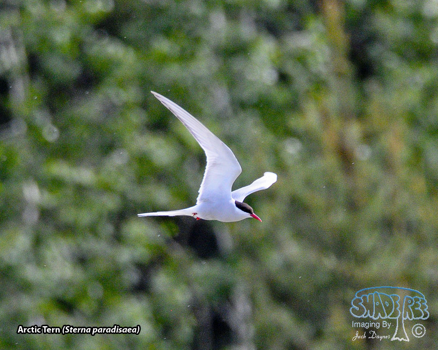 Arctic Tern - Sterna paradisaea