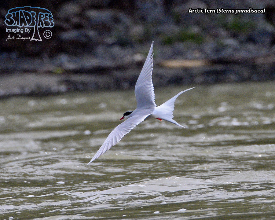 Arctic Tern - Sterna paradisaea
