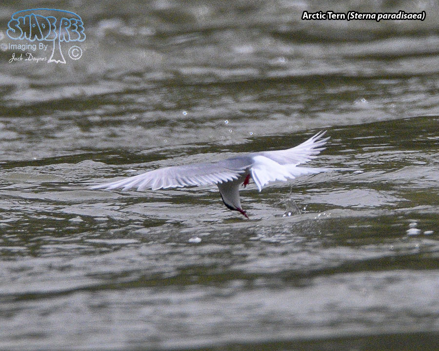 Arctic Tern - Sterna paradisaea