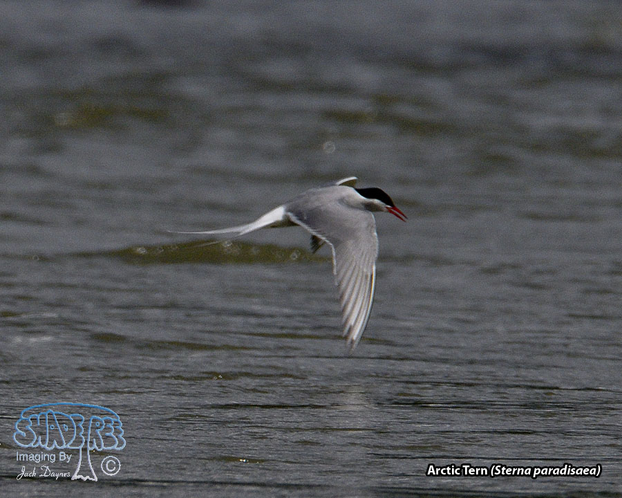 Arctic Tern - Sterna paradisaea