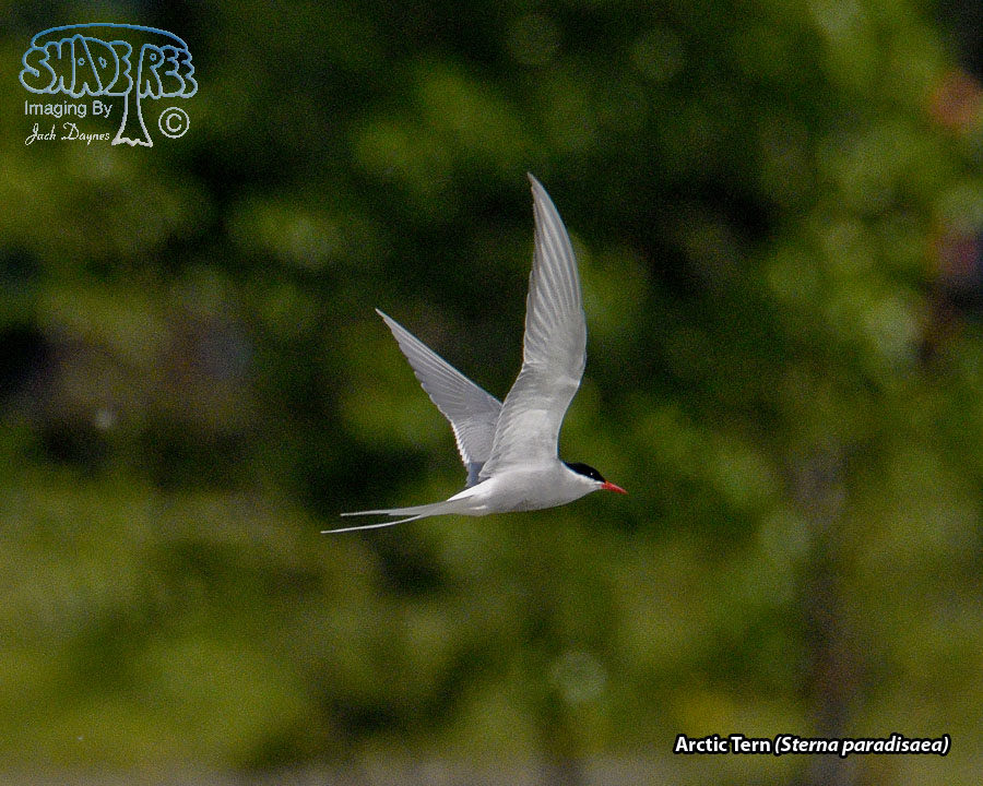 Arctic Tern - Sterna paradisaea