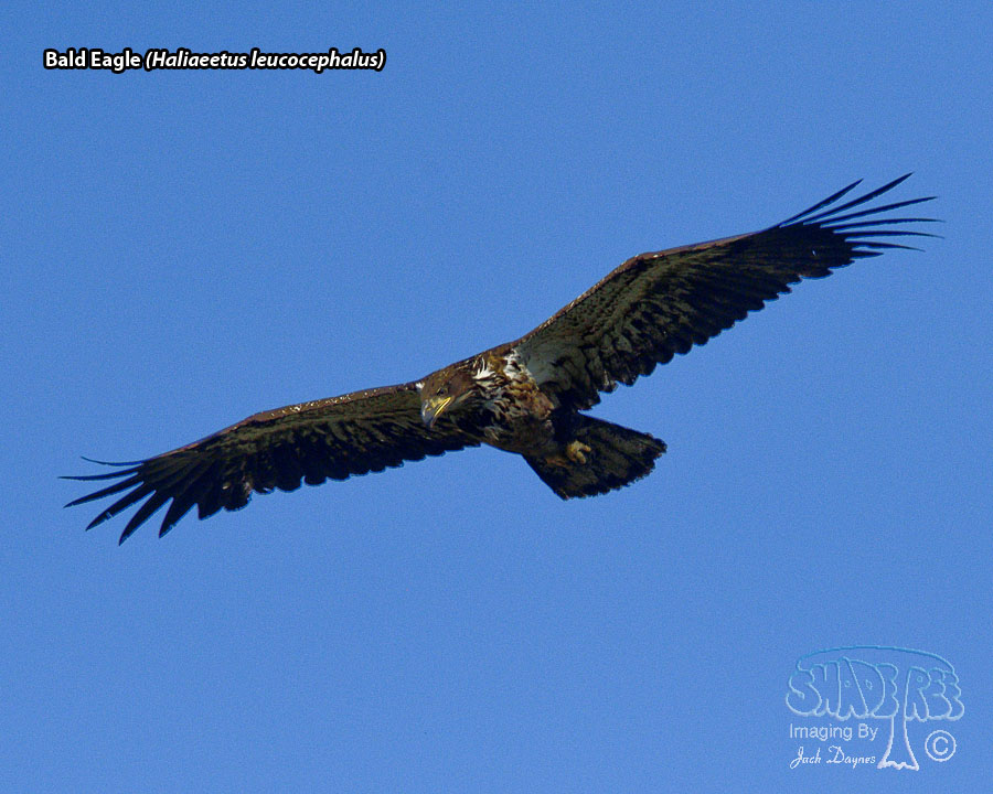 Bald Eagle - Haliaeetus leucocephalus