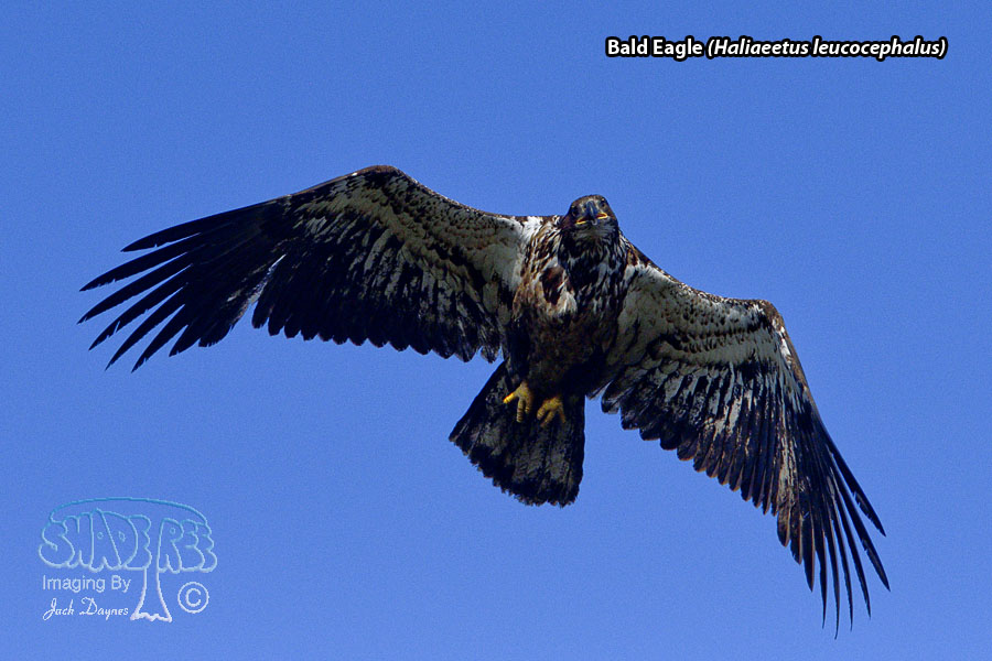 Bald Eagle - Haliaeetus leucocephalus