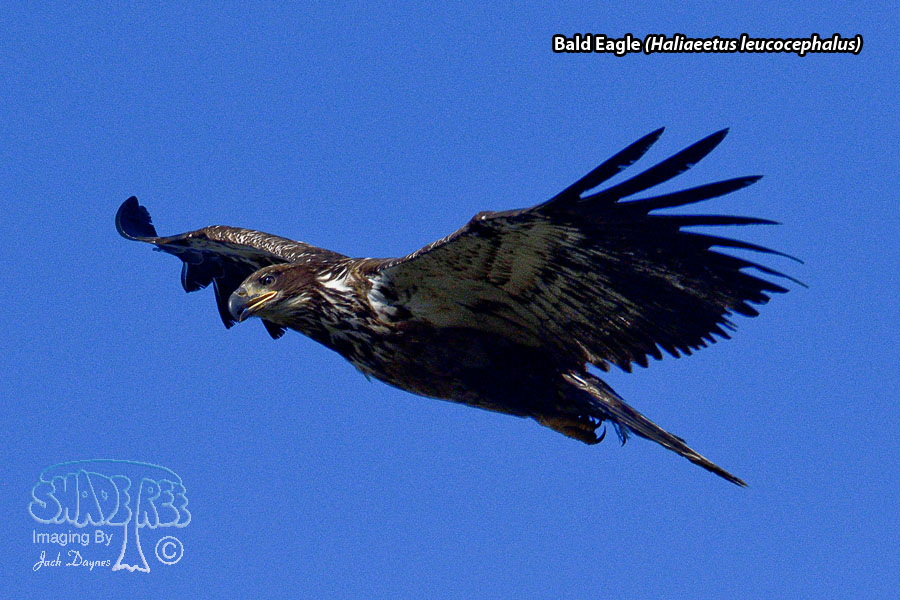 Bald Eagle - Haliaeetus leucocephalus