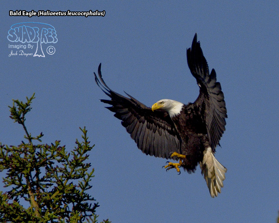 Bald Eagle - Haliaeetus leucocephalus
