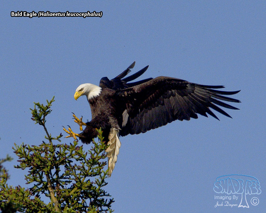 Bald Eagle - Haliaeetus leucocephalus