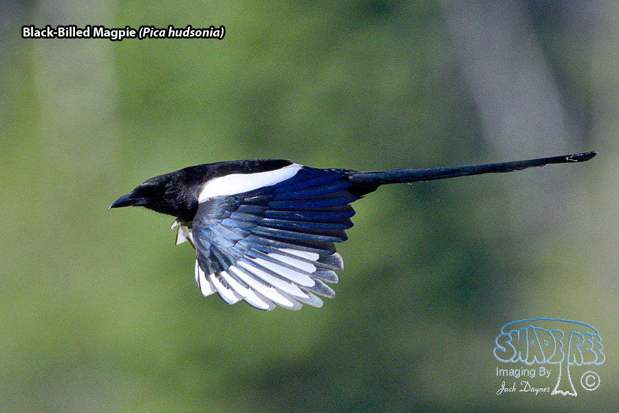 Black-Billed Magpie - Pica hudsonia