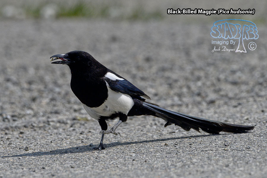 Black-Billed Magpie - Pica hudsonia