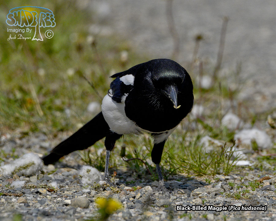 Black-Billed Magpie - Pica hudsonia