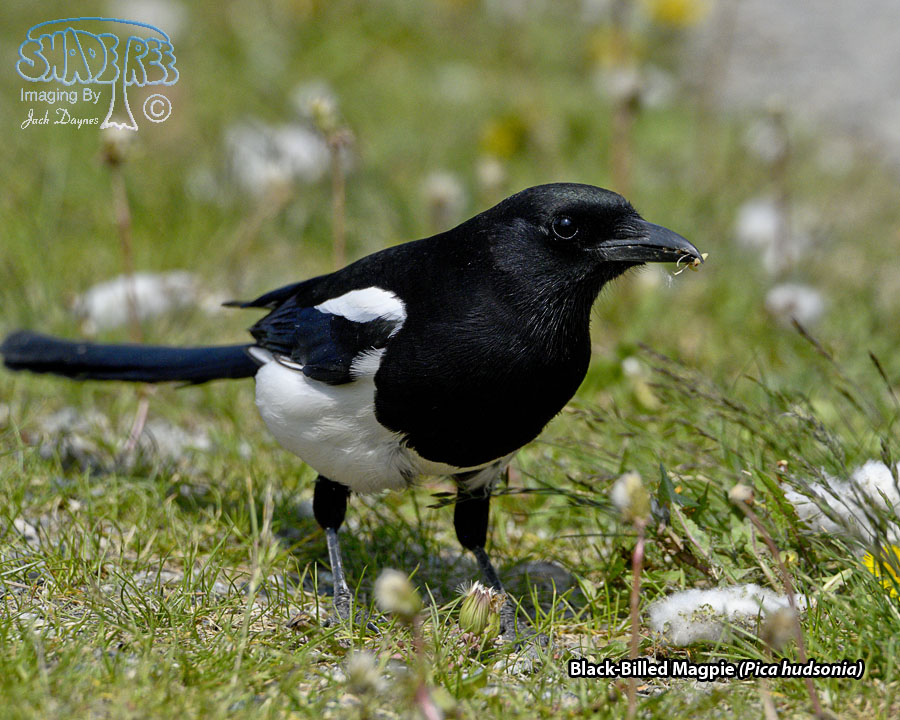 Black-Billed Magpie - Pica hudsonia