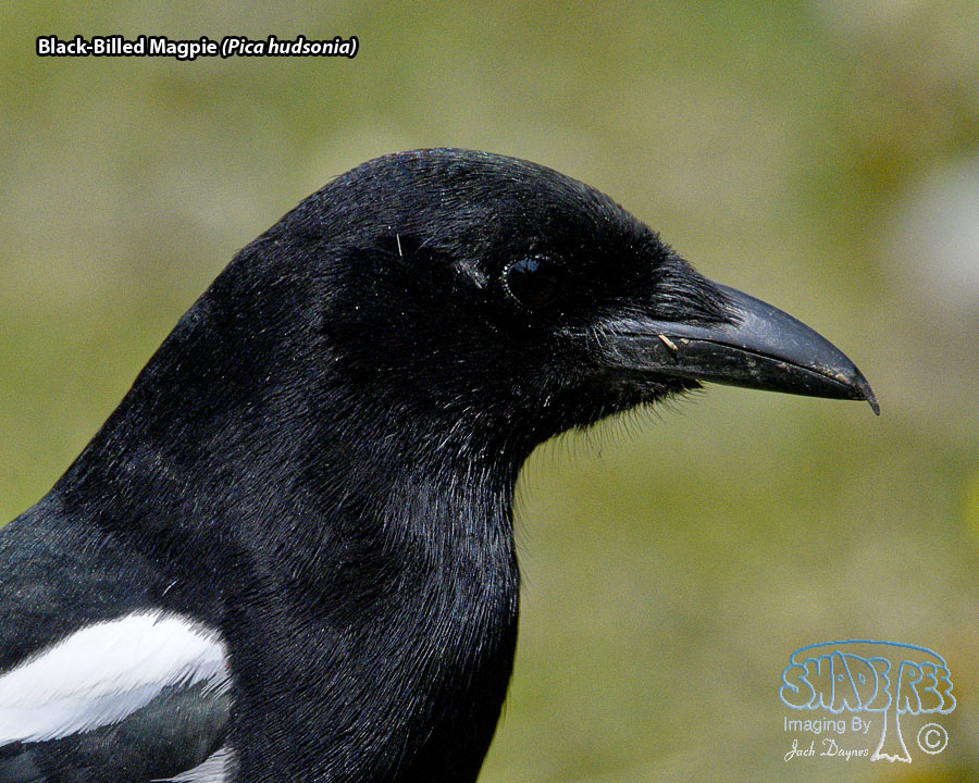 Black-Billed Magpie - Pica hudsonia