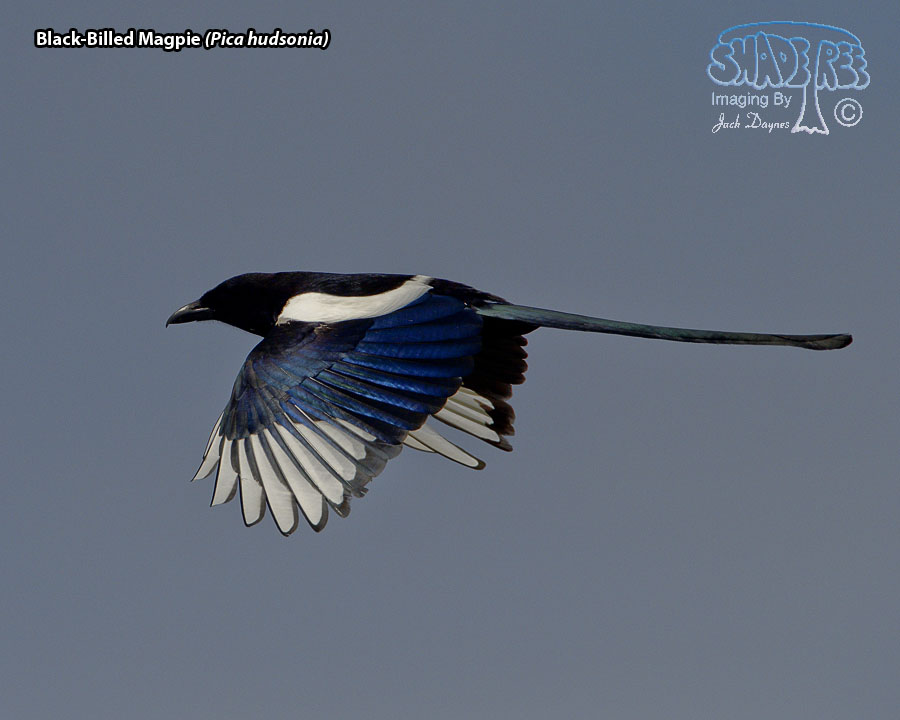 Black-Billed Magpie - Pica hudsonia