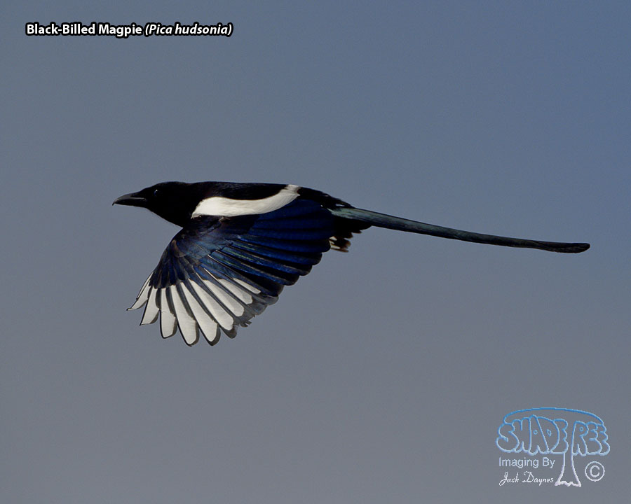 Black-Billed Magpie - Pica hudsonia