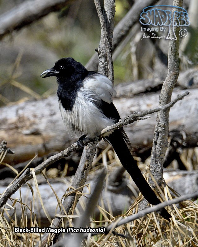 Black-Billed Magpie - Pica hudsonia