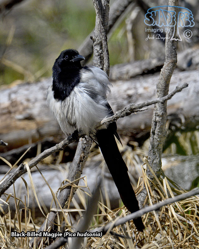 Black-Billed Magpie - Pica hudsonia