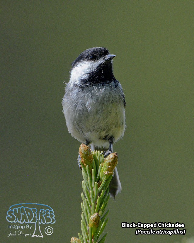 Black-Capped Chickadee - Poecile atricapillus