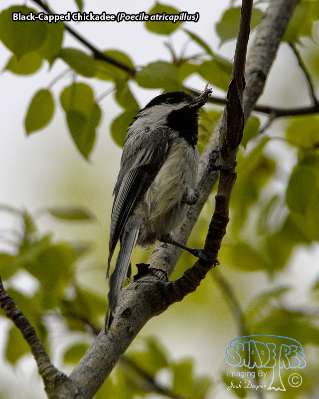 Black-Capped Chickadee - Poecile atricapillus