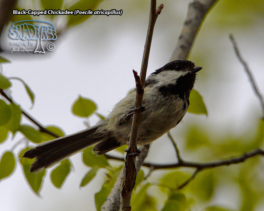 Black-Capped Chickadee - Poecile atricapillus