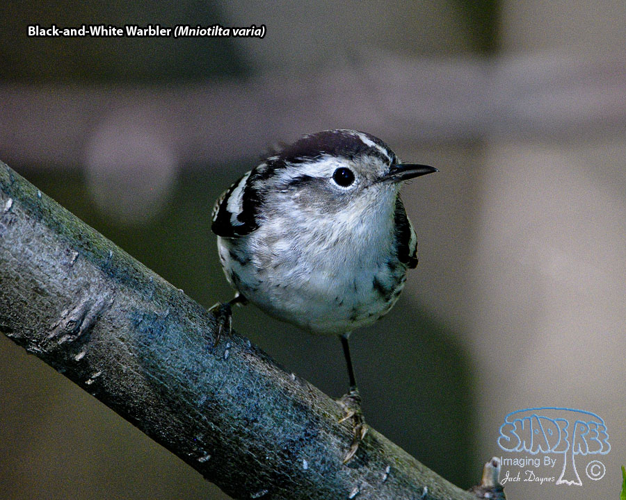 Black-and-White Warbler - Mniotilta varia