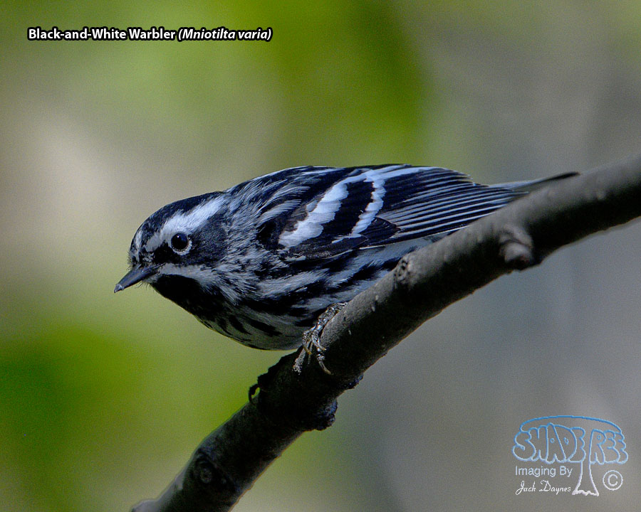 Black-and-White Warbler - Mniotilta varia