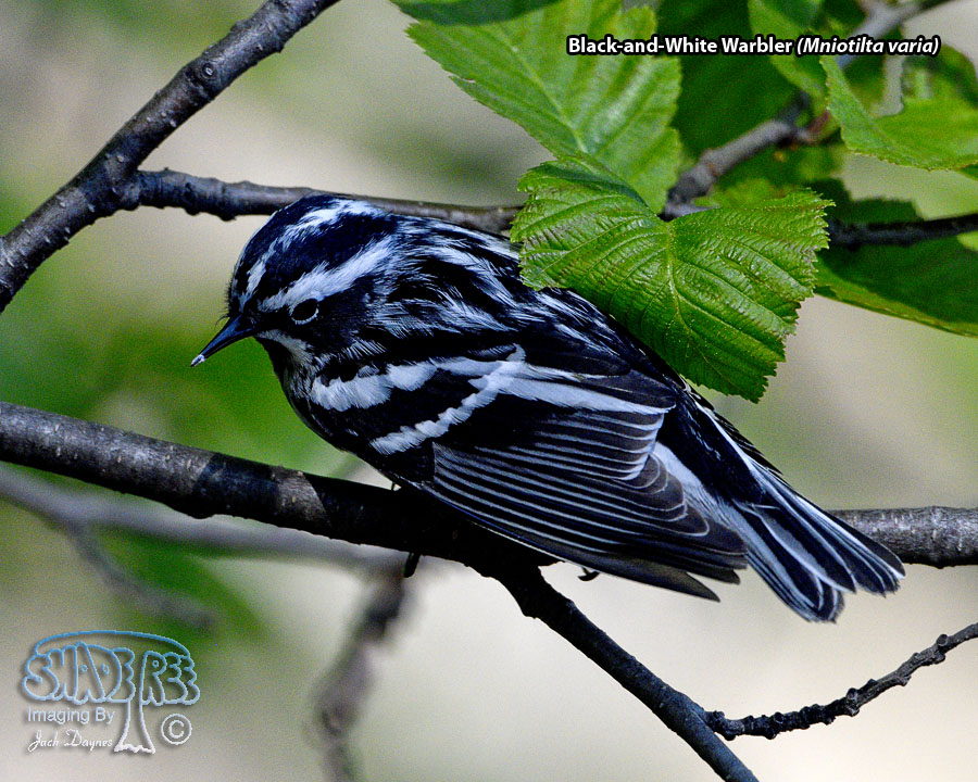 Black-and-White Warbler - Mniotilta varia