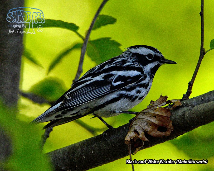 Black-and-White Warbler - Mniotilta varia