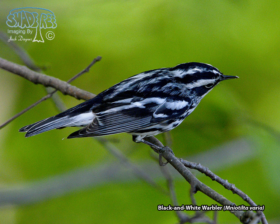 Black-and-White Warbler - Mniotilta varia