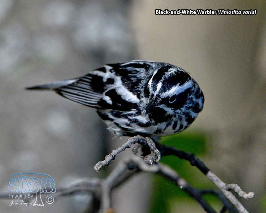 Black-and-White Warbler - Mniotilta varia
