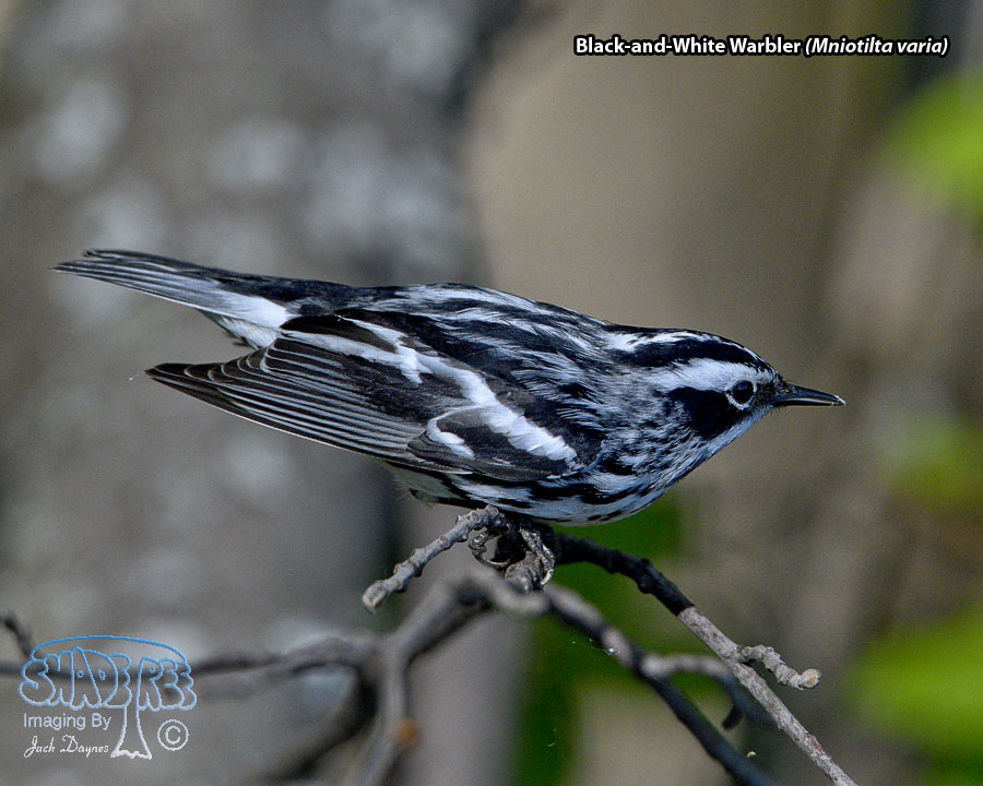 Black-and-White Warbler - Mniotilta varia