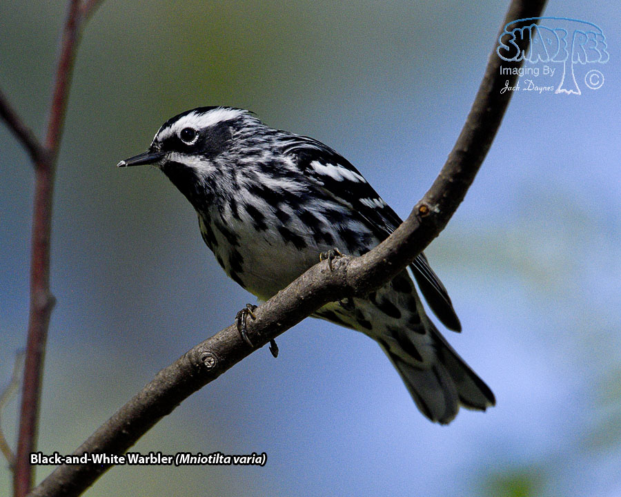 Black-and-White Warbler - Mniotilta varia