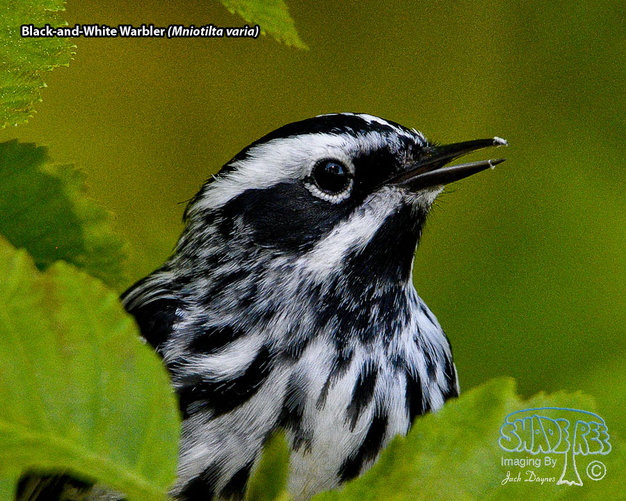 Black-and-White Warbler - Mniotilta varia