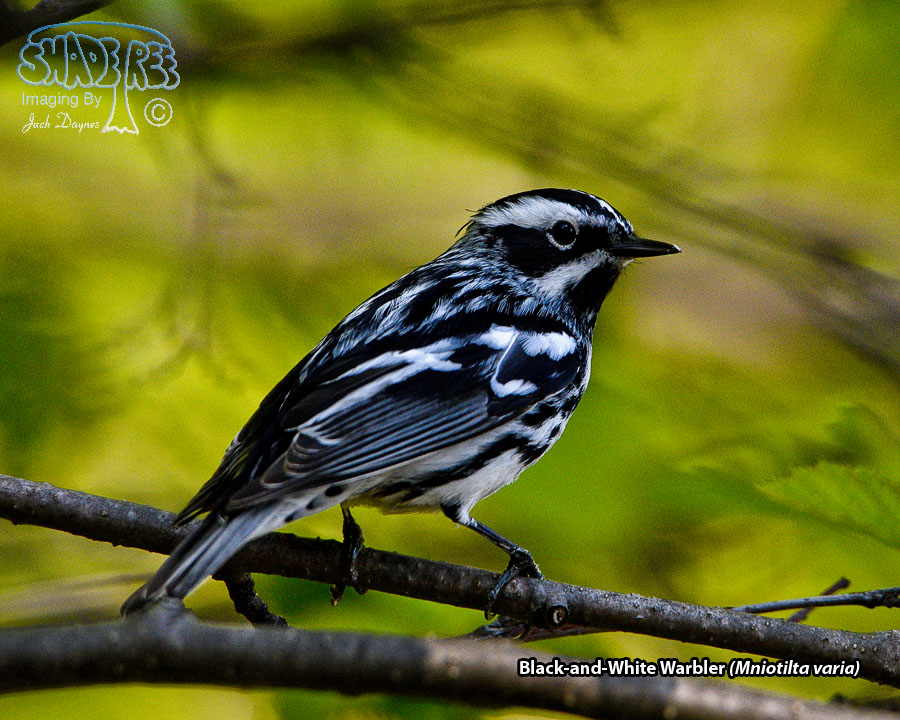 Black-and-White Warbler - Mniotilta varia