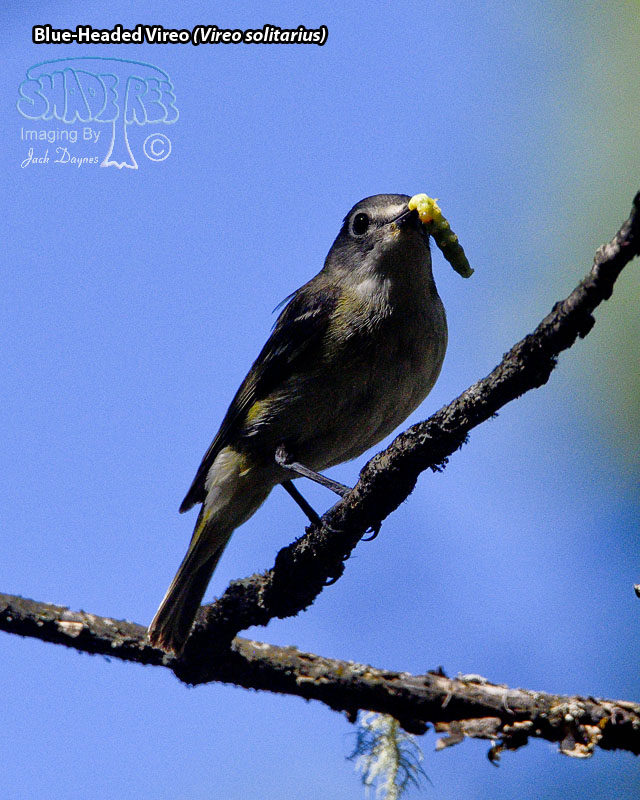 Blue-Headed Vireo - Vireo solitarius