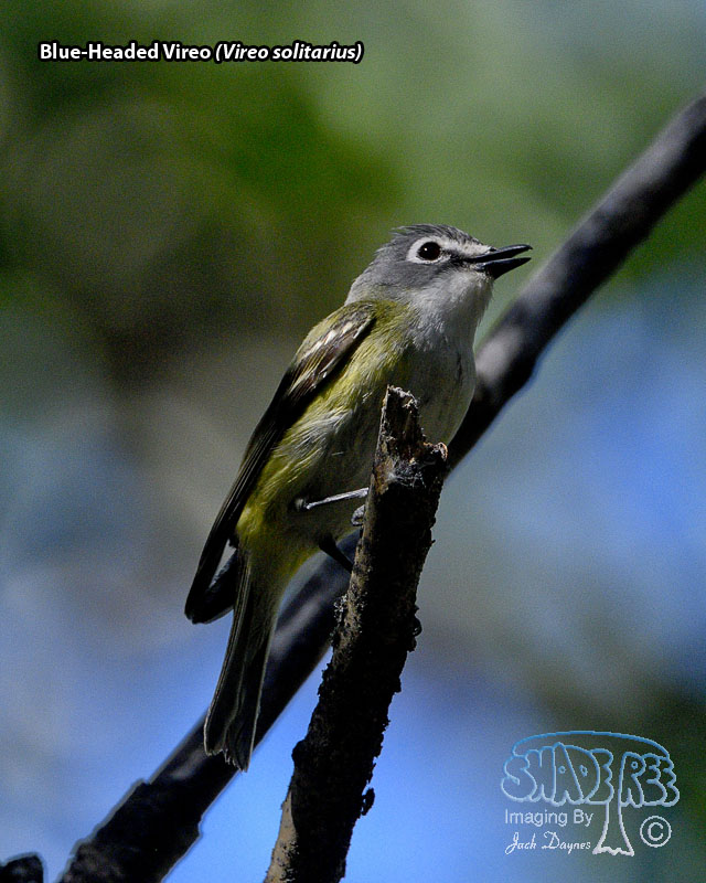 Blue-Headed Vireo - Vireo solitarius