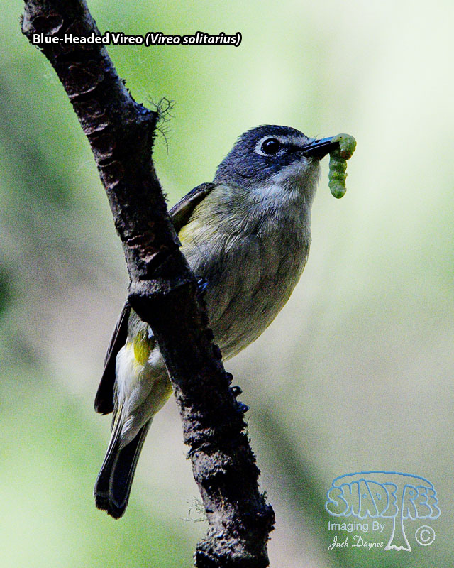 Blue-Headed Vireo - Vireo solitarius