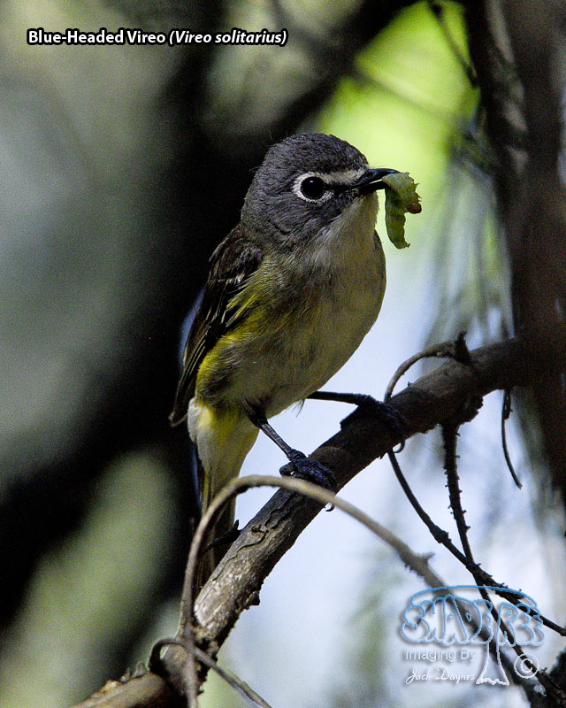 Blue-Headed Vireo - Vireo solitarius