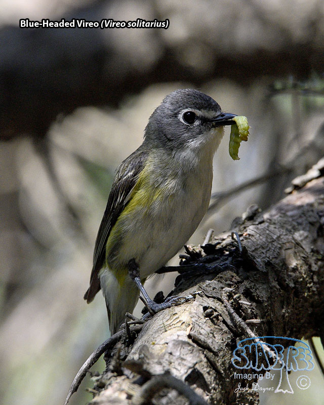 Blue-Headed Vireo - Vireo solitarius