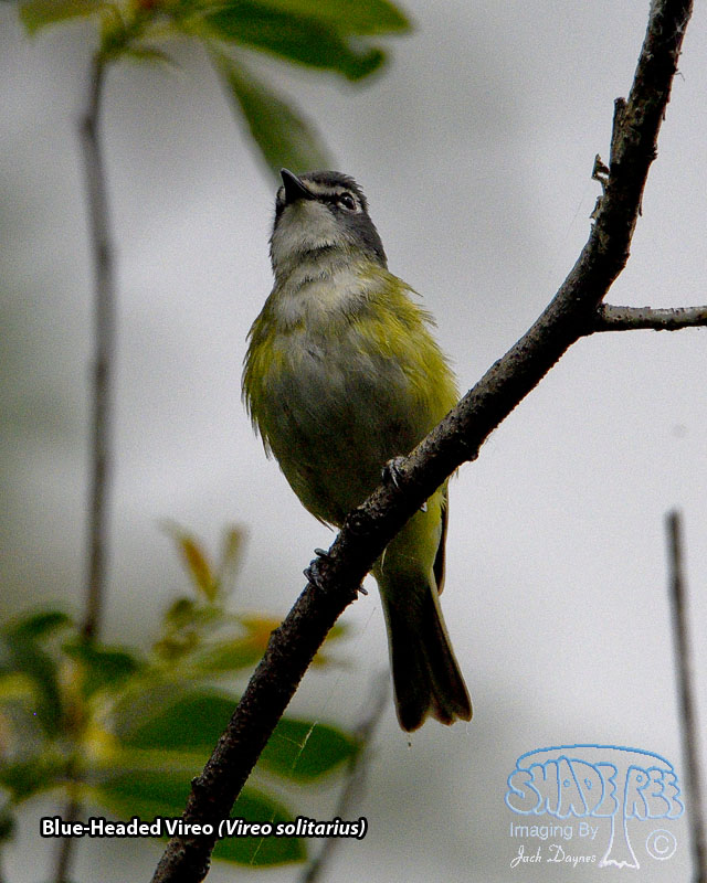 Blue-Headed Vireo - Vireo solitarius