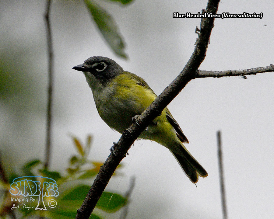 Blue-Headed Vireo - Vireo solitarius