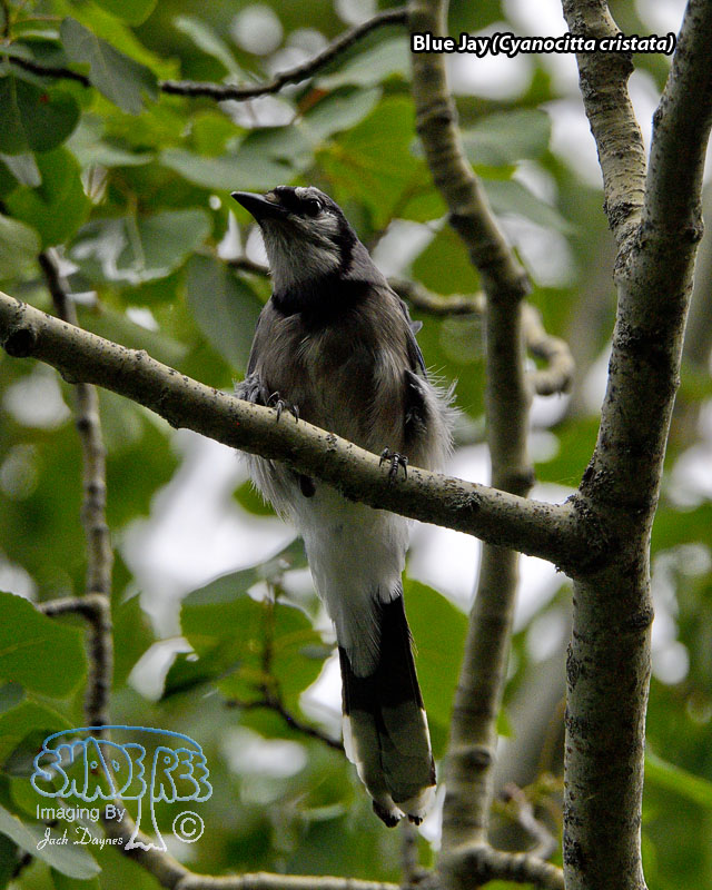 Blue Jay - Cyanocitta cristata